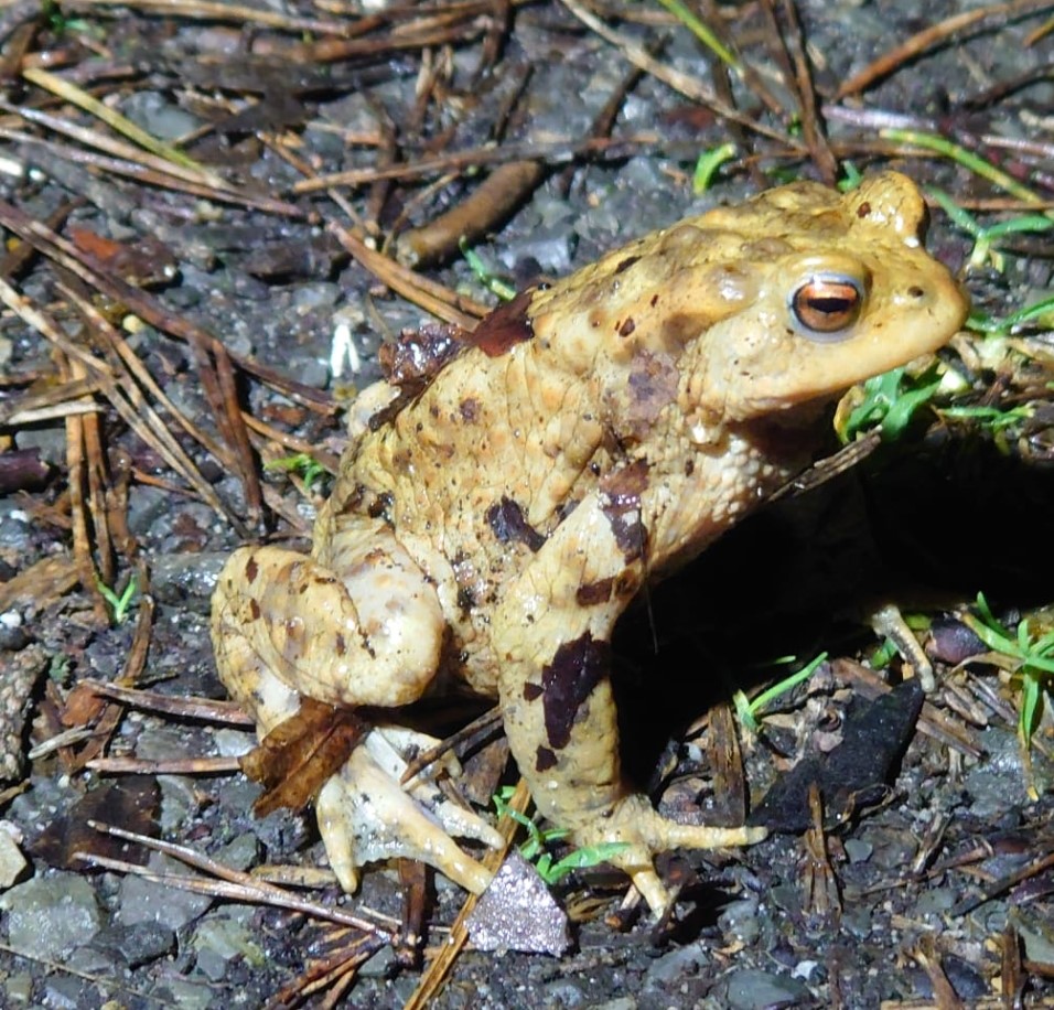 Read more about the article Nur Amphibien? Krötenwanderung mal anders!
